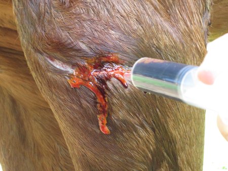 Horse wound care