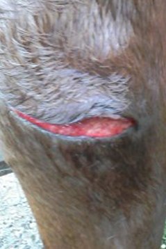 Horse wound day 10