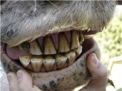Horses Teeth