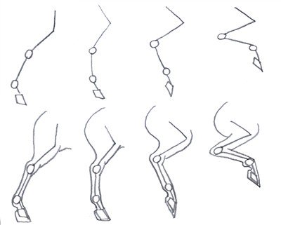 How to draw a horses back legs part 1