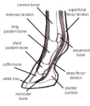 Hoof anatomy navicular bone