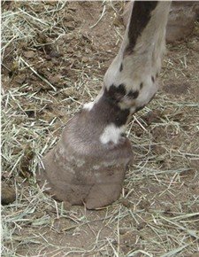 Neglected horse hoof