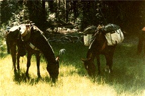 Before camping with your horse, prepare for green grass.
