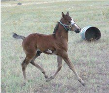 This little foal learned to walk an hour after birth!