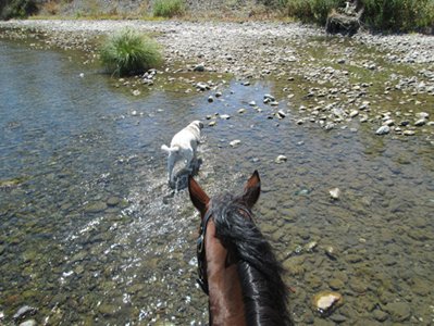 Allow watering on a long hot trail ride
