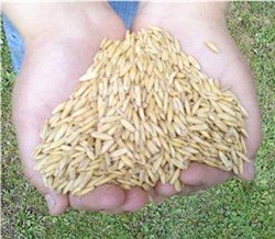 Whole oats grain