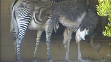 A zebra 'rooming' with an ostrich.