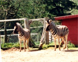 Zebras are a non-horse equine