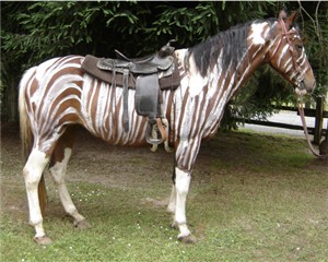 Zebra Horse Halloween